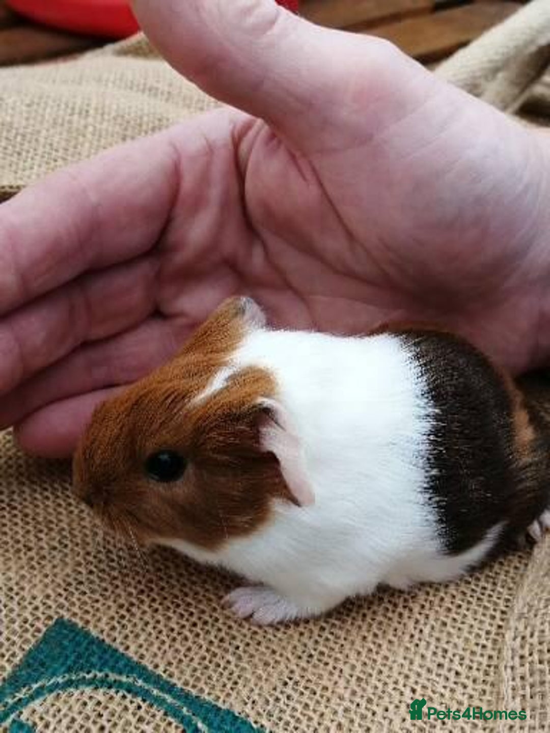Guinea Pig rodents for sale: Fluffy guinea pig babies  - Advert 7