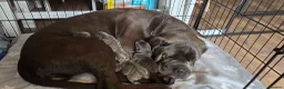 Cane Corso dogs for sale: CANE CORSO.  - Advert 11