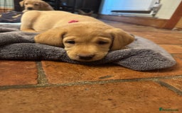 Labrador Retriever dogs for sale: 6 Pedigree Fox Red Labrador Puppies - Image 32
