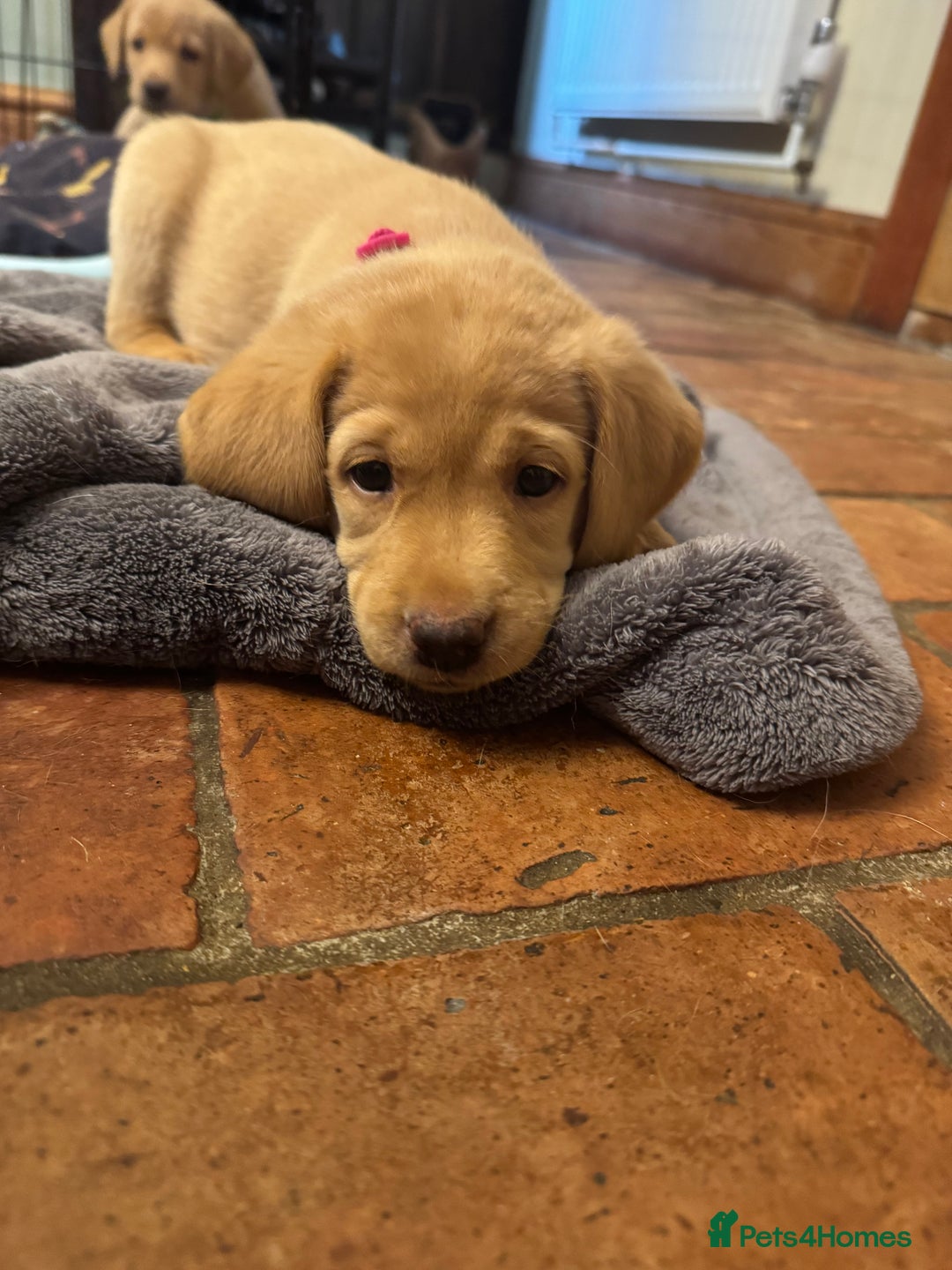 Labrador Retriever dogs for sale: 6 Pedigree Fox Red Labrador Puppies - Image 32