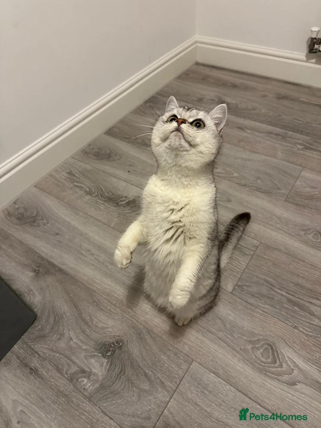 British Shorthair cats for sale: Silver Champion Line British Shorthair - Advert 2