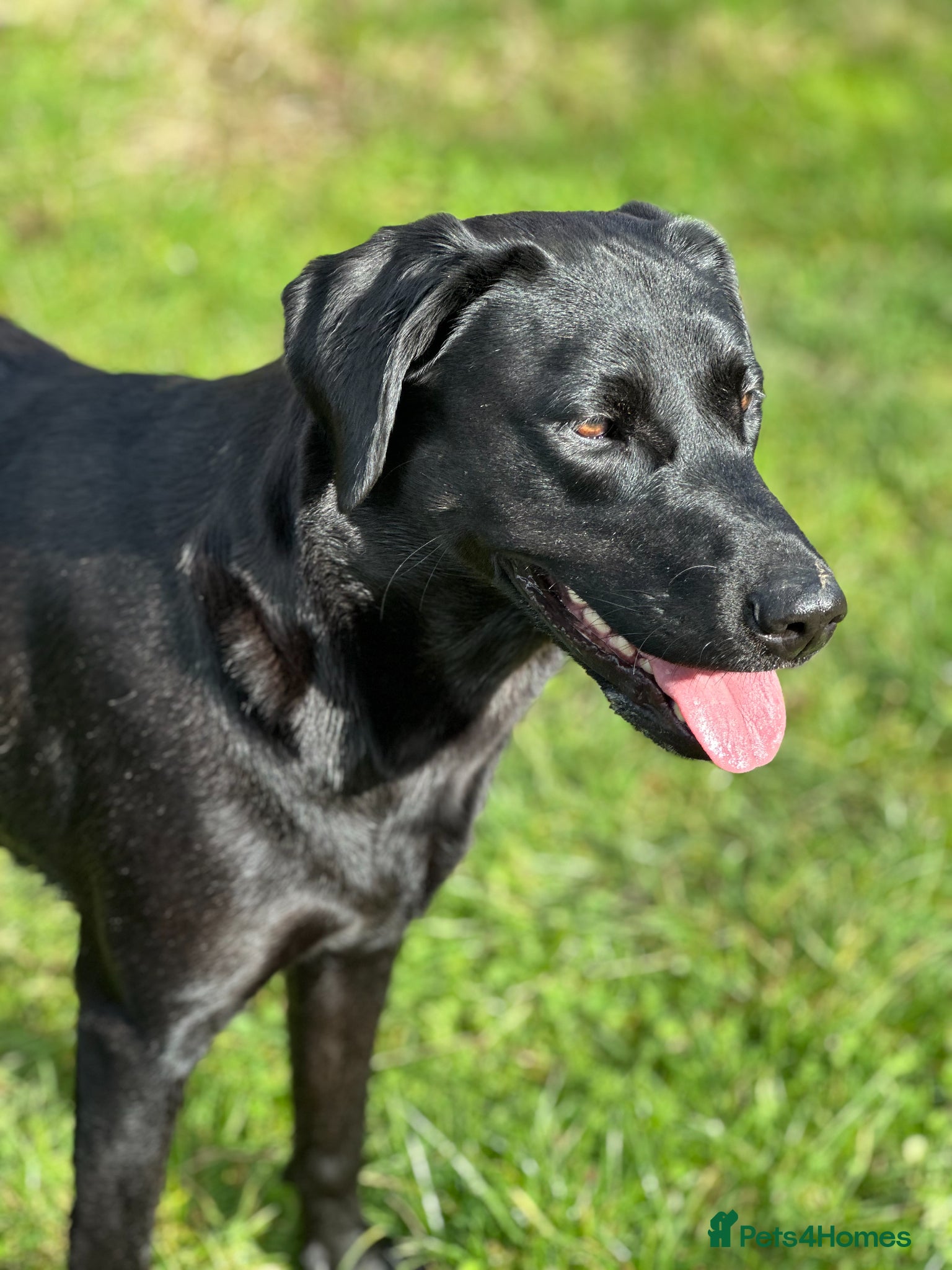 Labrador Retriever dogs Stunning KC registered Red & Black puppies - Advert 3