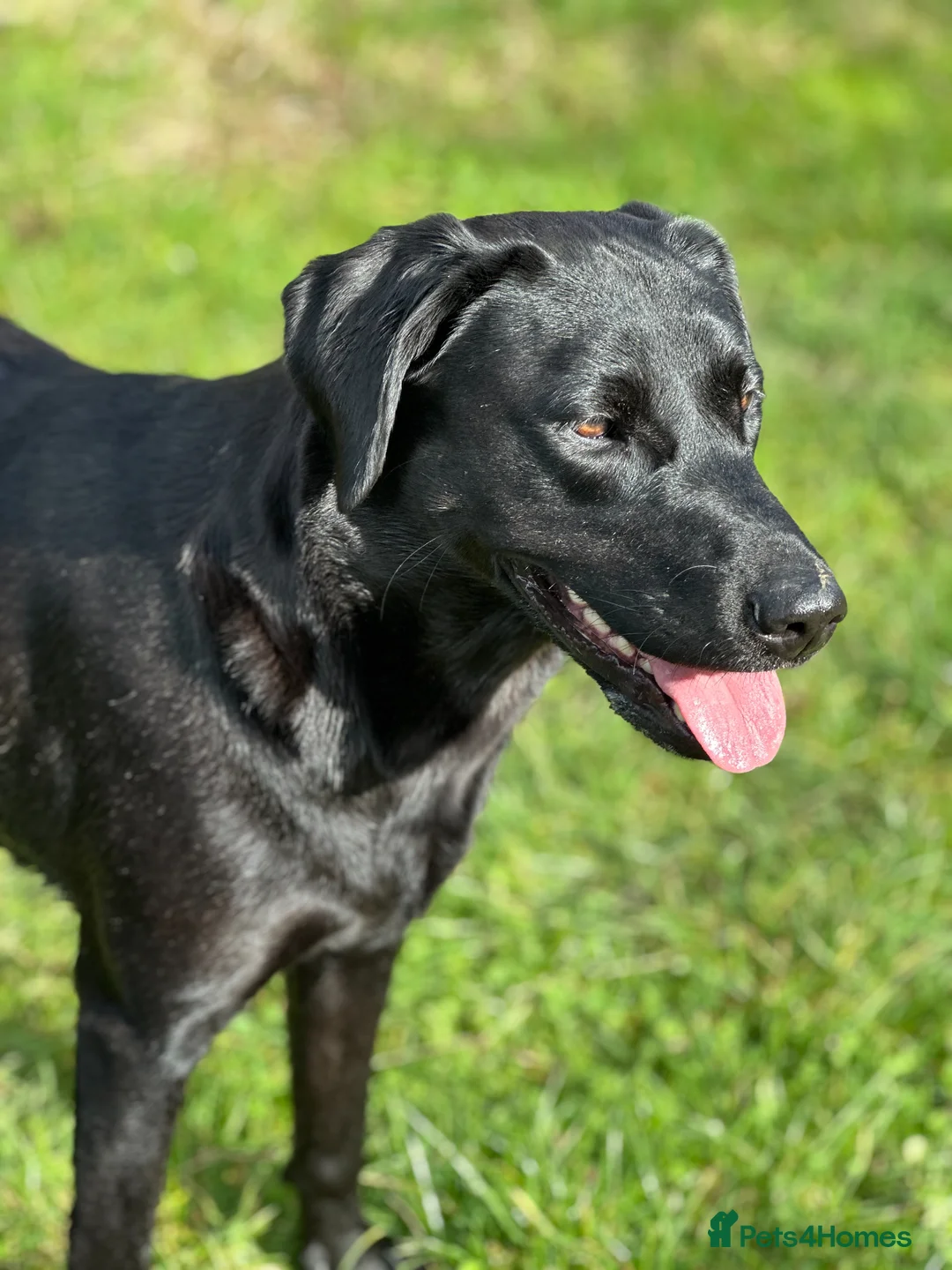 Labrador Retriever dogs for sale: Stunning KC registered Red & Black puppies - Advert 1