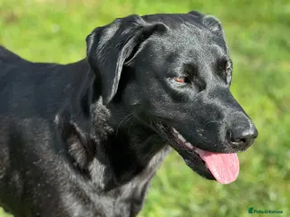 Labrador Retriever dogs Stunning KC registered Red & Black puppies - Advert 4