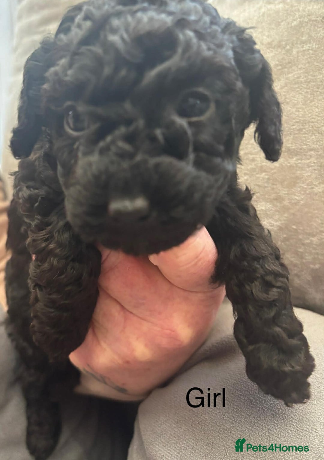 Toy Poodle dogs for sale: Toy poodle puppies - Advert 2