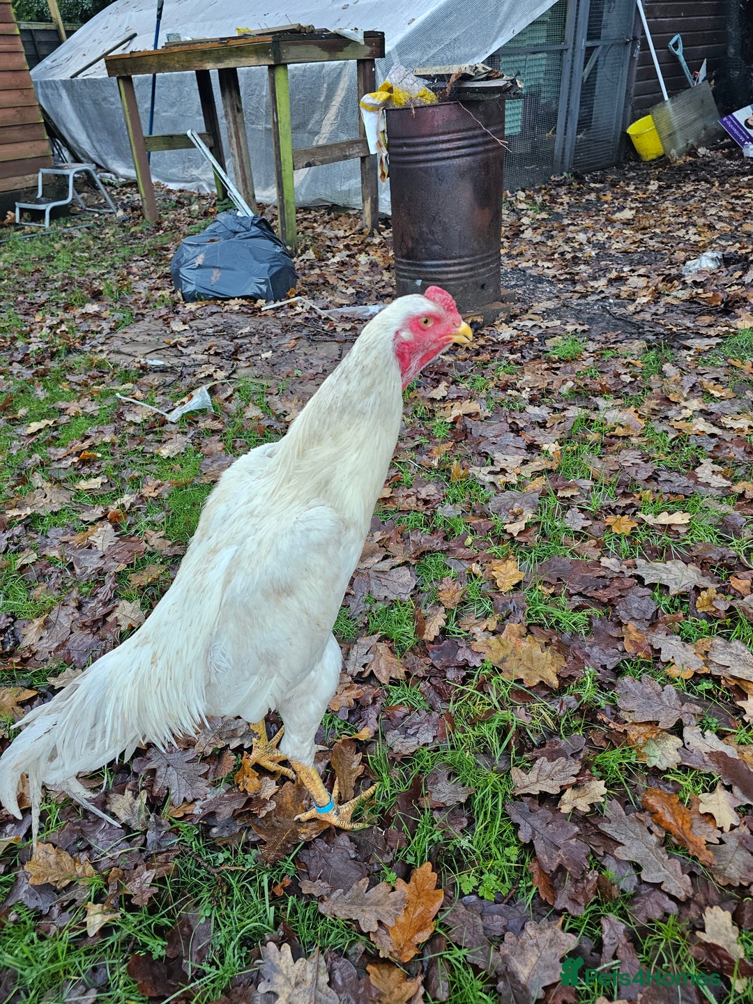 Chickens poultry for sale: O shamo german 7 months old  - Advert 2