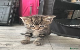 Mixed Breed cats for sale: Beautiful ragdoll x babies  in Ellesmere Port - Image 8