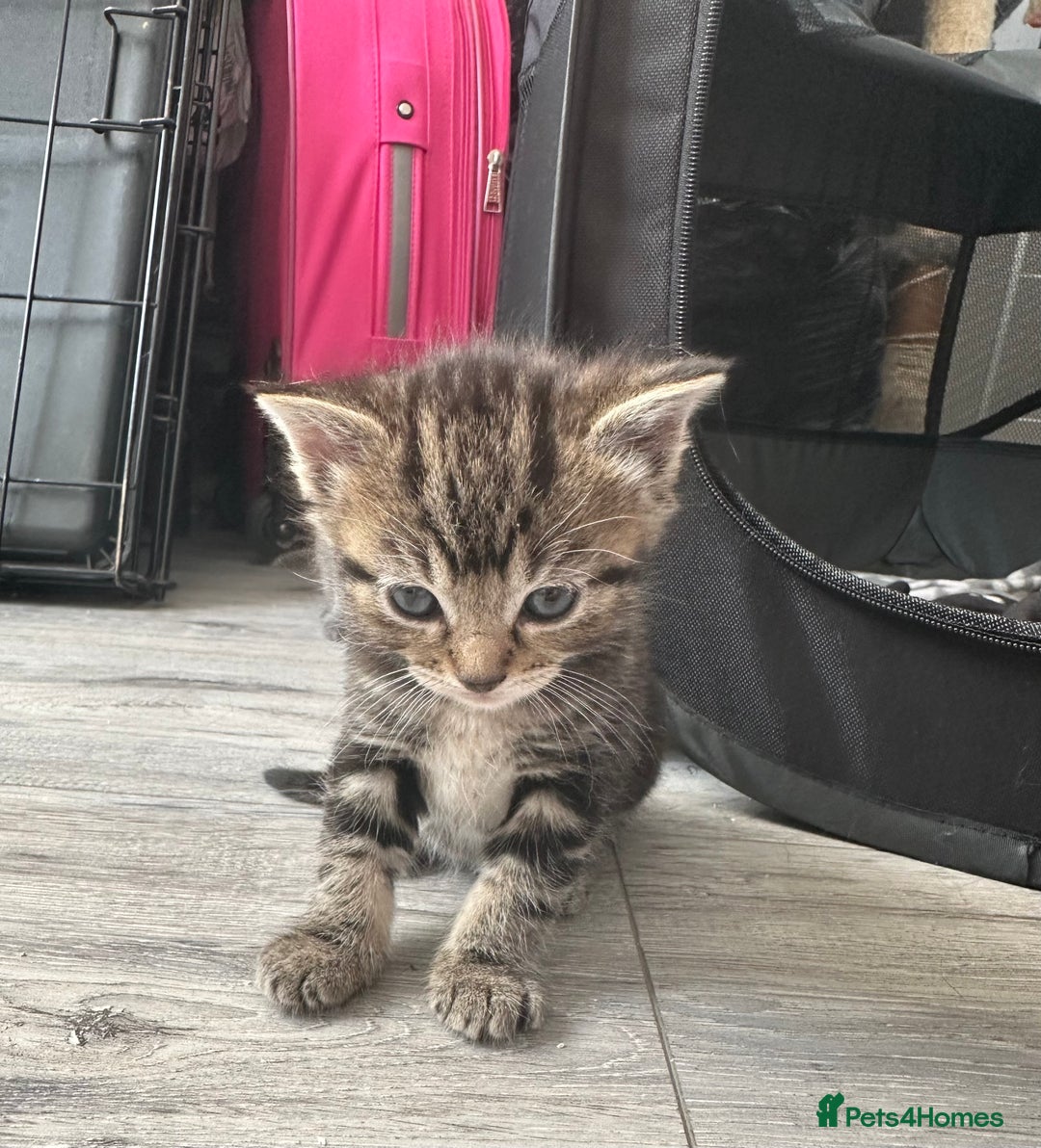 Mixed Breed cats for sale: Beautiful ragdoll x babies  in Ellesmere Port - Image 8