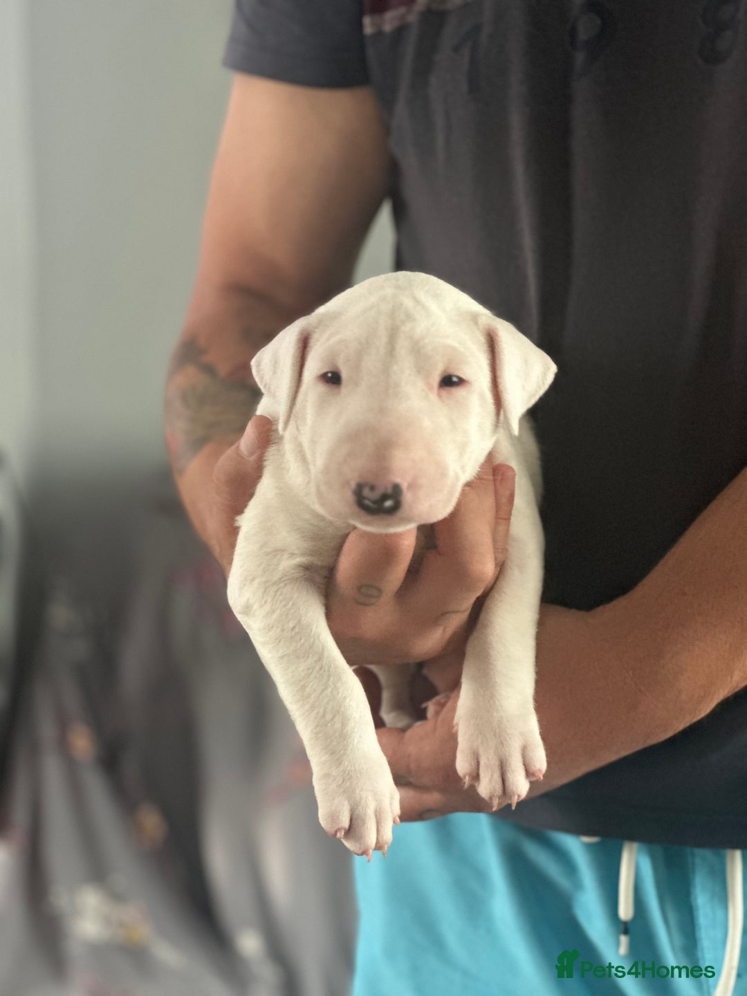 English Bull Terrier dogs for sale: 1 male and 2 female looking for new home - Image 4