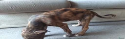 Lurcher dogs for sale: Beautiful Working Stock Male Lurcher Puppy - Advert 6