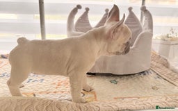 French Bulldog dogs for sale: Stunning platinum and lilac fawn boys and girls - Image 15
