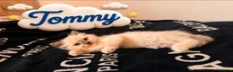 Ragdoll cats for sale: Pedigree Ragdoll Kittens GCCF Registered   in Dagenham - Advert 9
