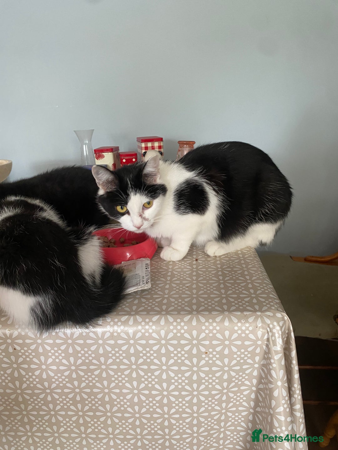 Mixed Breed cats for sale: Black & White kittens - Image 6
