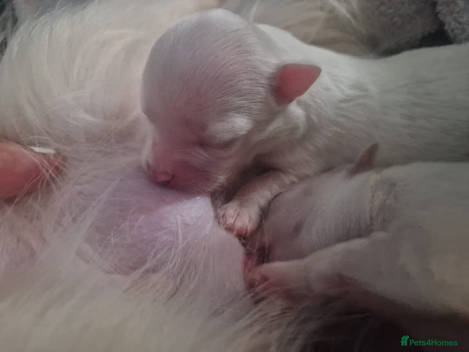 Chihuahua dogs Elite DNA-Tested Luxury Chihuahua Puppies - Advert 12
