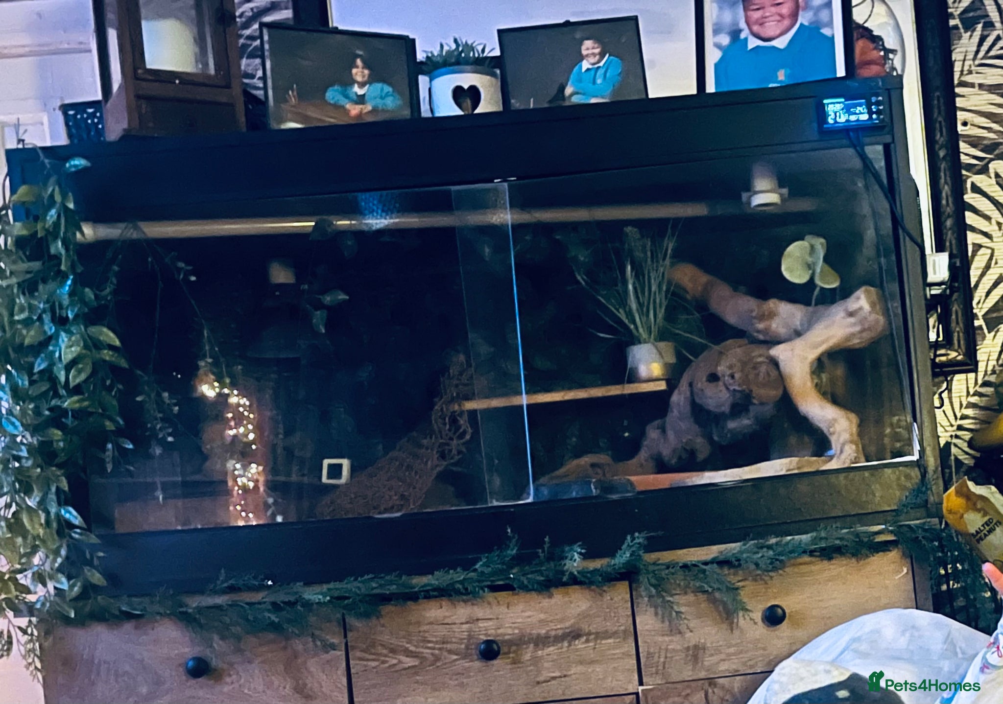 Bearded Dragon reptiles Male and female beardied with a full set up  - Advert 11