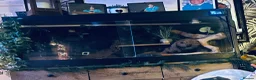 Bearded Dragon reptiles for sale: Male and female beardied with a full set up  - Advert 1