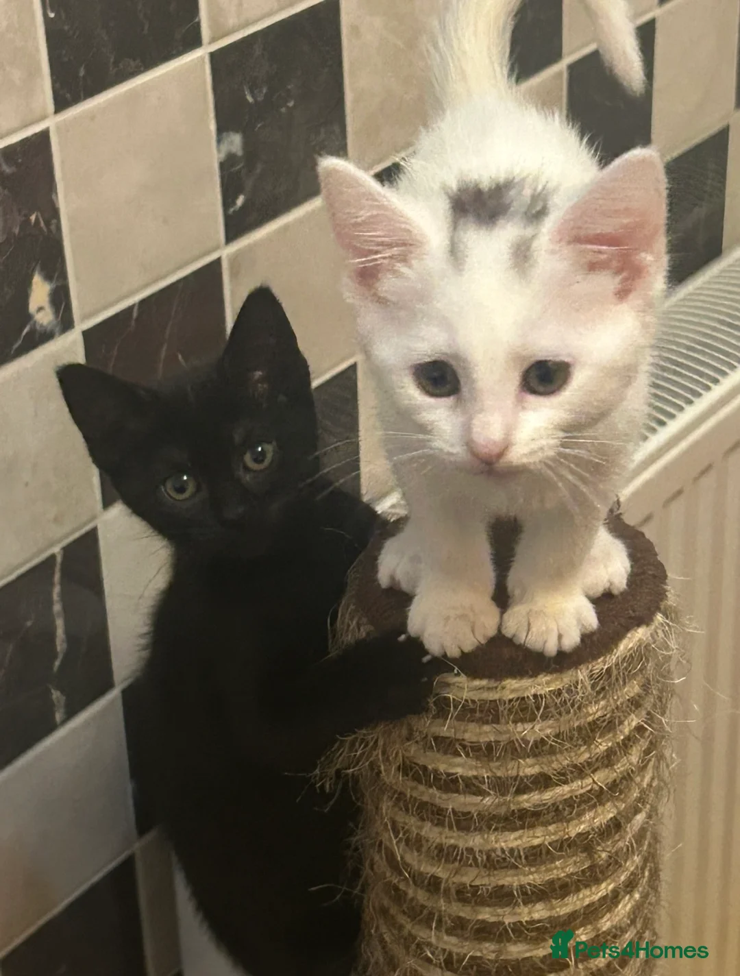 Mixed Breed cats for sale: Adorable kittens - Advert 2