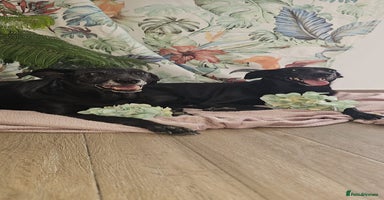Mixed Breed dogs in Hengoed - Advert 1