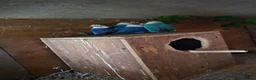 Mixed Breed birds for sale: Birds  - Advert 14
