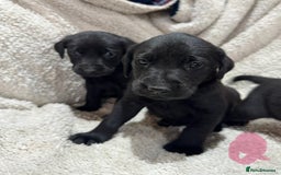 Labrador Retriever dogs for sale: Labrador Pups - Image 5