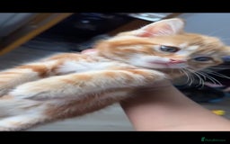 Mixed Breed cats for sale: Tabby kitten - Image 5