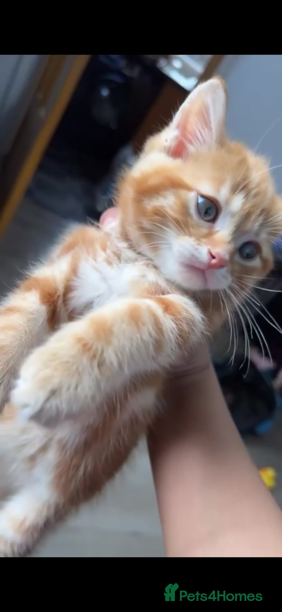 Mixed Breed cats for sale: Tabby kitten - Image 5