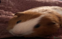 Guinea Pig rodents for sale: 2 Male Guinea Pigs - *Not Neutered* - Image 2