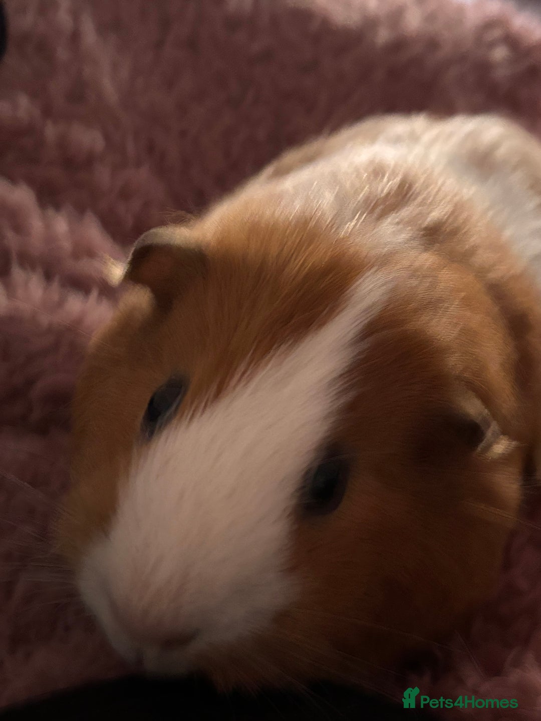 Guinea Pig rodents for sale: 2 Male Guinea Pigs - *Not Neutered* - Image 2