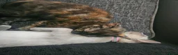 Mixed Breed cats for sale: 2 bonded kittens for sale in Stanley - Advert 5