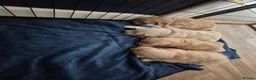 Golden Retriever dogs for sale: Golden Retriever Puppies for Loving Family Homes in Dorchester - Advert 7