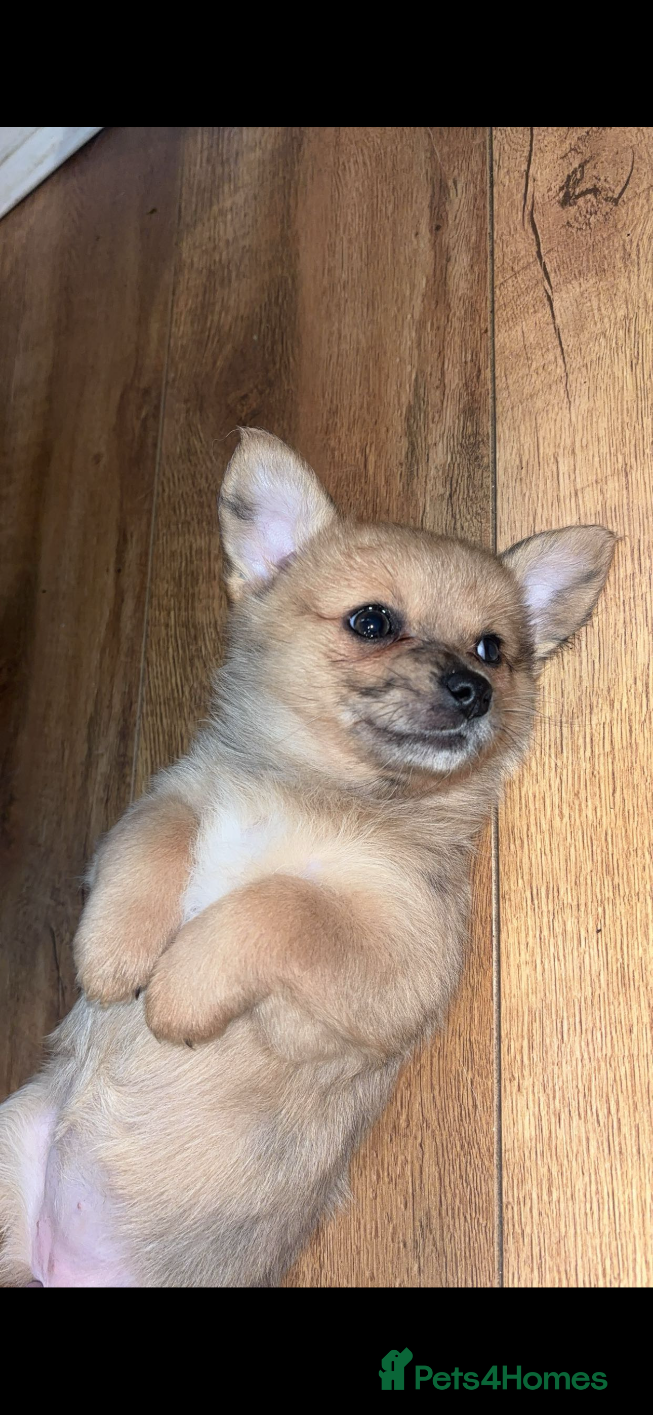 Chihuahua dogs MERLE CHIHUAHUAS 🐶 1 BOY 1 GIRL STILL AVAILABLE - Advert 11