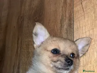 Chihuahua dogs MERLE CHIHUAHUAS 🐶 1 BOY 1 GIRL STILL AVAILABLE - Advert 11