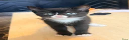 Mixed Breed cats for sale: Kittens in Birmingham - Advert 5