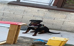 Rottweiler dogs for sale: 3 year old Rottweiler Female - Image 3