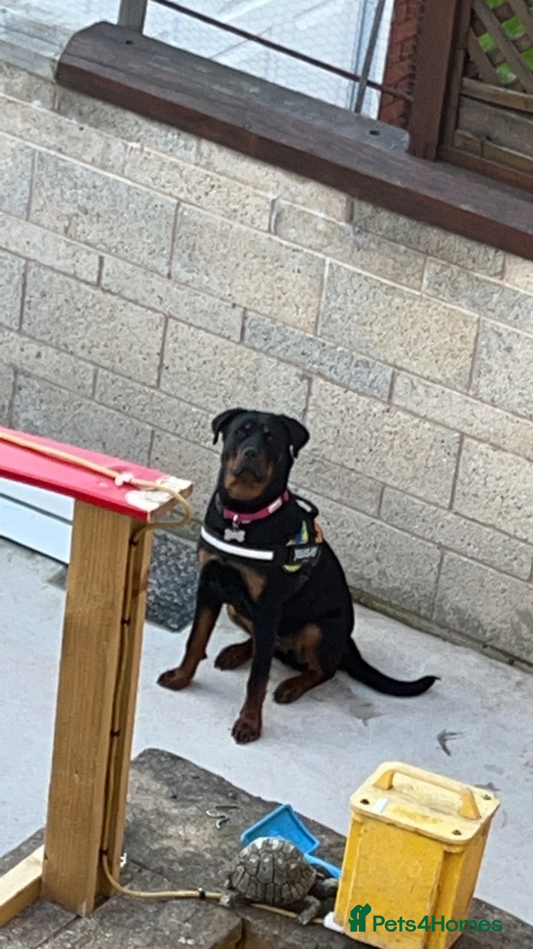 Rottweiler dogs for sale: 3 year old Rottweiler Female - Image 3