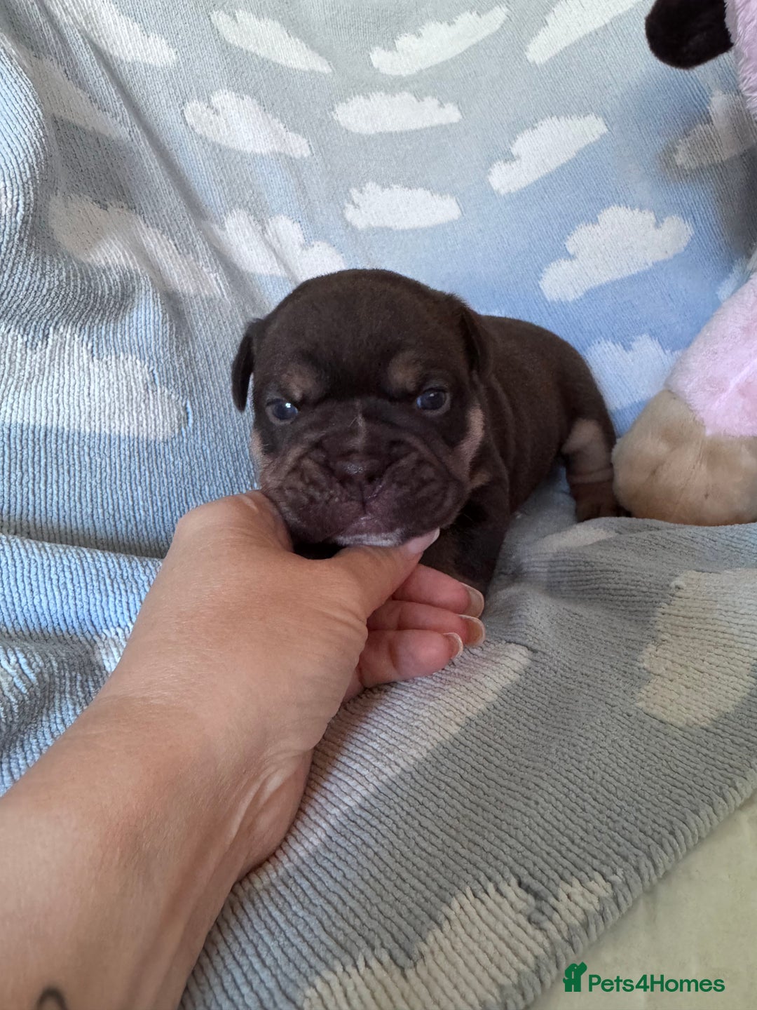 English Bulldog dogs for sale: Self Whelped Healthy English bulldog Babies❤️🤍 - Image 28