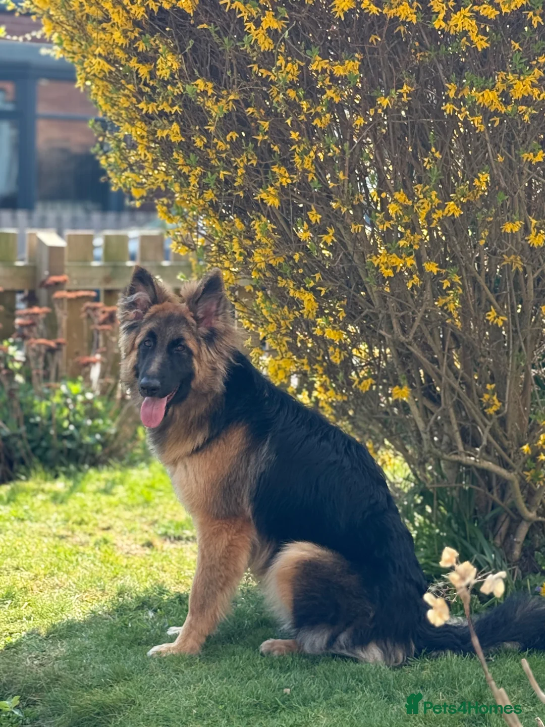 German Shepherd dogs for sale: skye x - Advert 2
