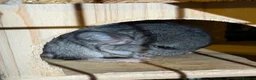 Chinchilla rodents for sale: 2x baby chinchillas - Advert 2