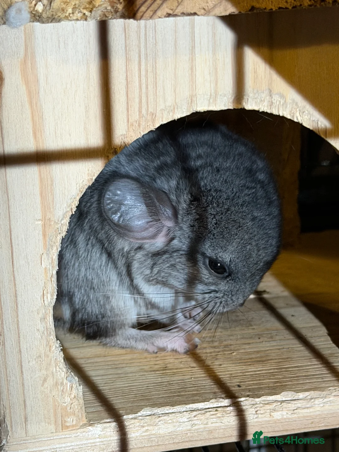Chinchilla rodents for sale: 2x baby chinchillas - Advert 2