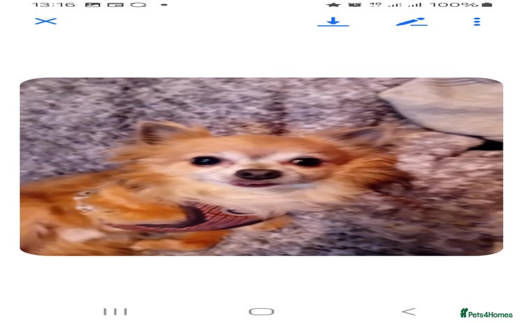 Chihuahua dogs - Advert 6