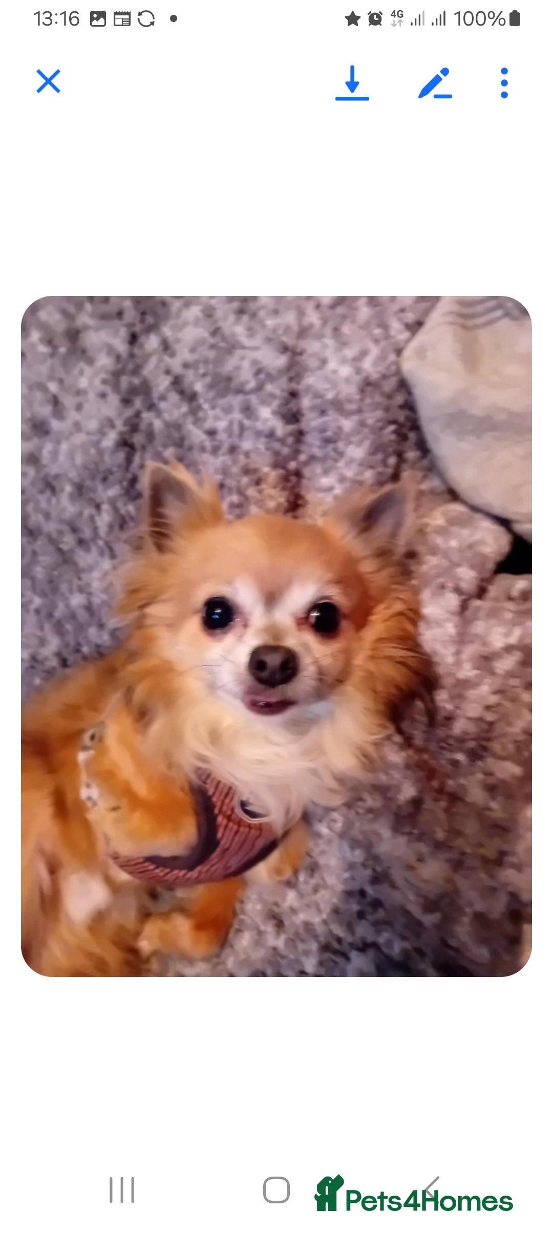 Chihuahua dogs for sale: CHIHUAHUA  - Image 1