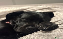 Cane Corso dogs for sale: Cane Corso pup - Image 2