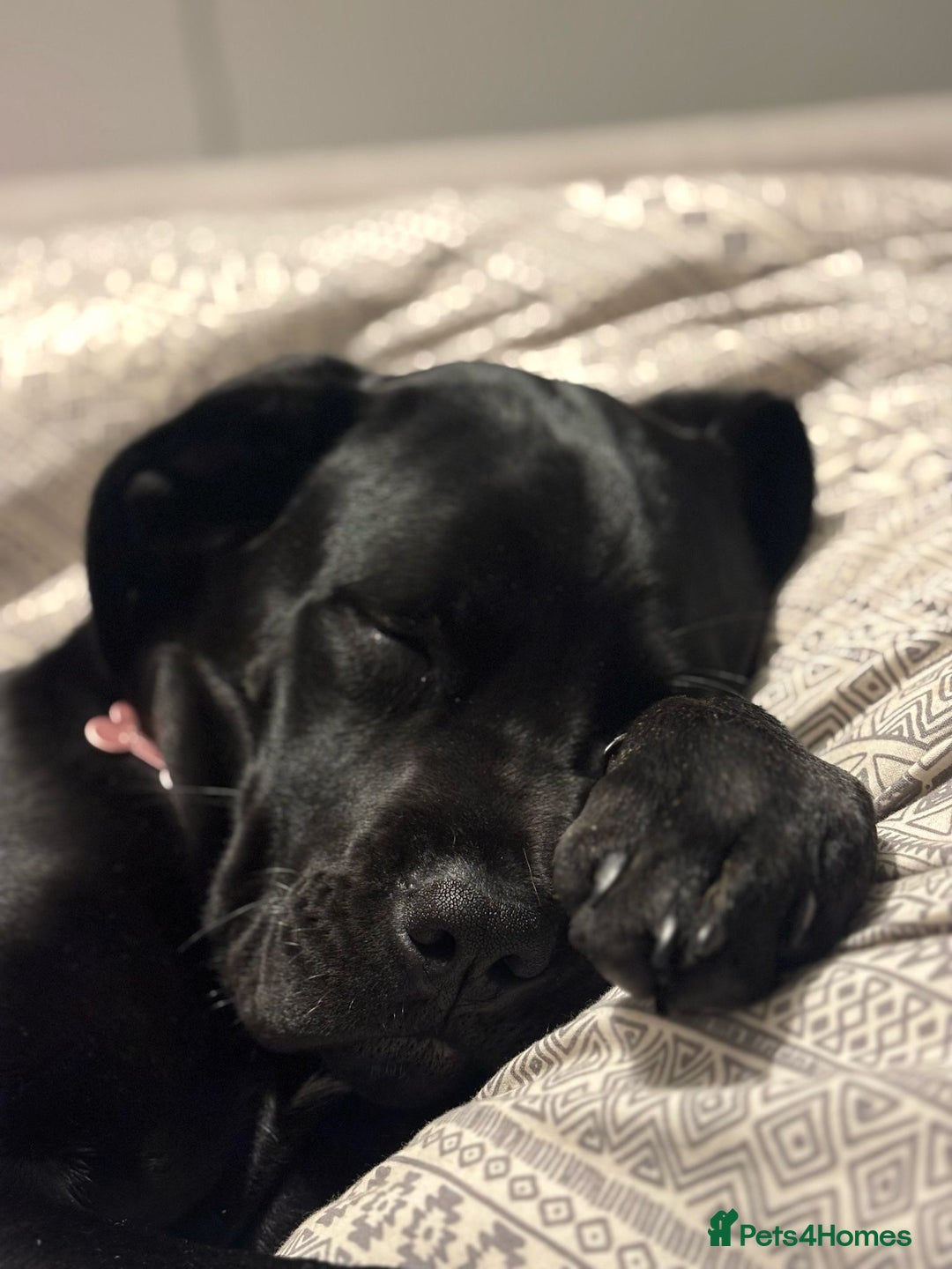 Cane Corso dogs for sale: Cane Corso pup - Image 2