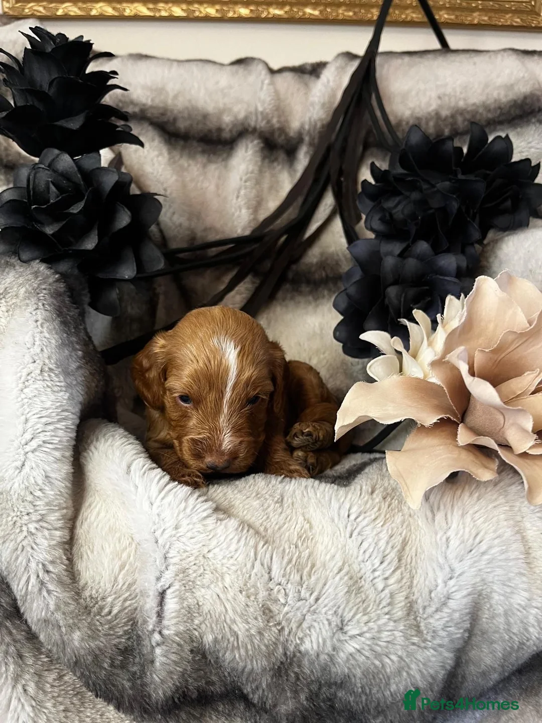 Miniature Poodle dogs for stud: Dark Red Miniature Poodle Stud Package Available in Southampton - Advert 22