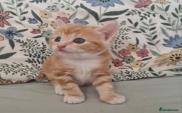 Domestic Shorthair cats for sale: Ginger kitten - Image 2