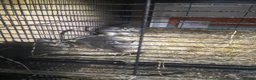 Degus rodents for sale: Young degus blue and brown boys and girls - Advert 15