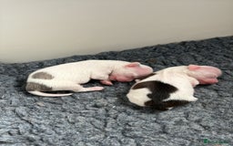 Chihuahua dogs for sale: Long haired chihuahuas  - Image 6