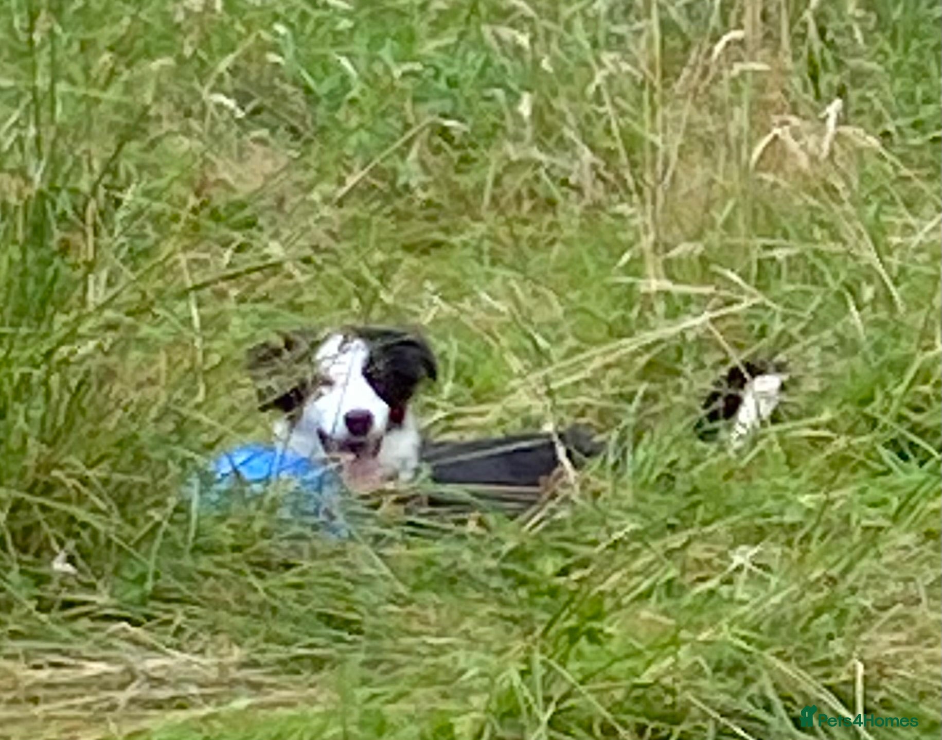 Border Collie dogs Classic Long Coated B&W Border Collie Boy Pup - Advert 1