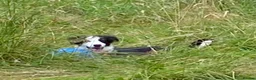 Border Collie dogs for sale: Classic Long Coated B&W Border Collie Boy Pup - Advert 4