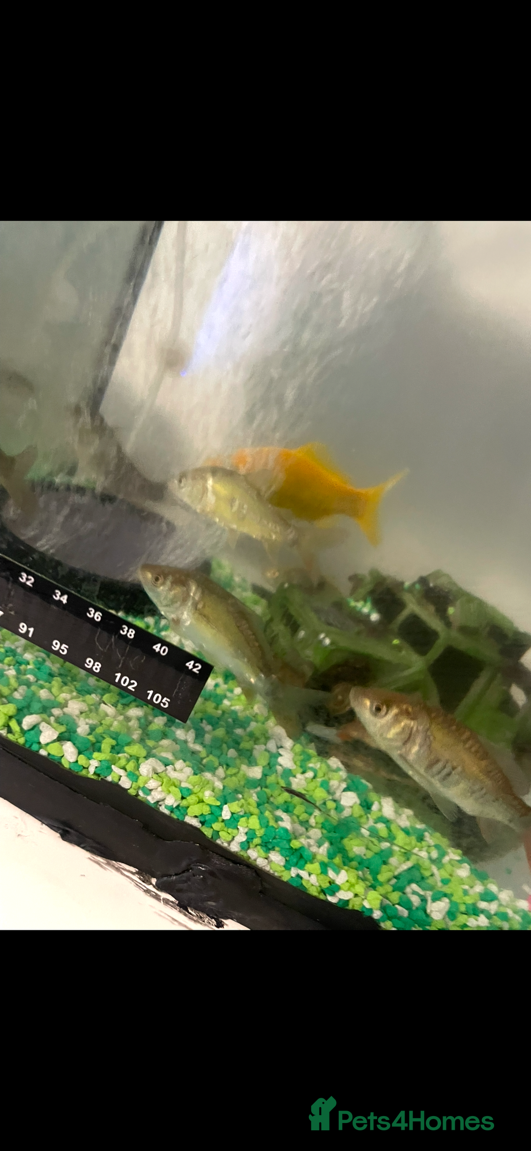 Pond Fish fish for sale: Numerous young carp for sale - Advert 1